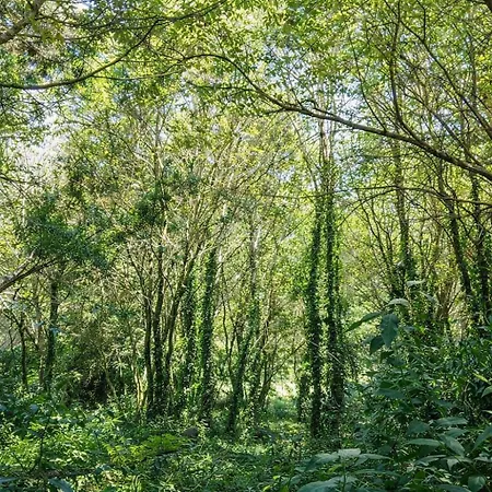 Compostela - Bosque Encantado 营地 圣地亚哥－德孔波斯特拉